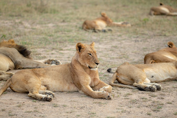 Obraz na płótnie Canvas A beautiful pride of lions photographed in southern africa doing their business.