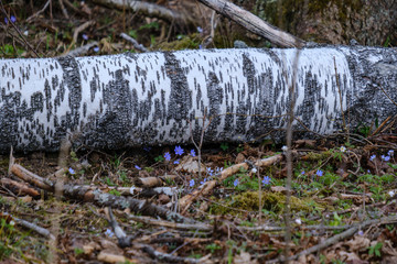 old dry tree trunks and stomps in green spring forest