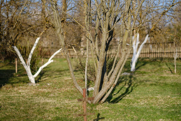 Fototapeta premium young apple trees in the garden with white trunks