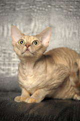 Devon Rex  Cat on grey background