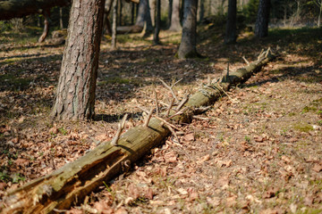 old dry tree trunks and stomps in green spring forest