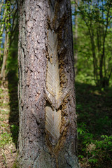 pine tree trunks in forest with old markings under the bark