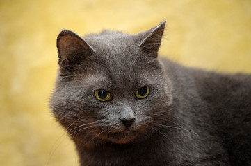 gray british cat on a yellow background