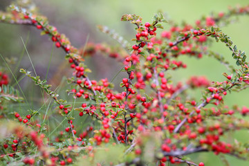 Red berries on the bush
