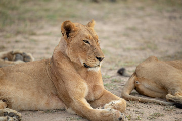 Plakat A beautiful pride of lions photographed in southern africa doing their business.