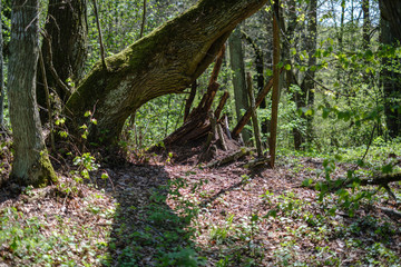 old dry tree trunks and stomps in green spring forest