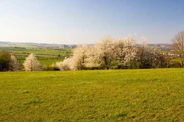 Spring rural landscape in village