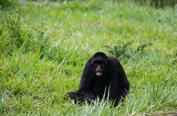 Macaco Aranha
