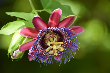 Passion Flower Passiflora alata Red Star