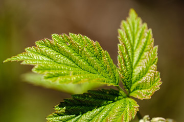 fresh young tree leaves in spring