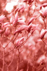 Blooming magnolia in the garden. Living coral. Close-up.
