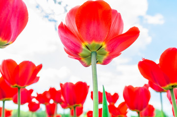 Fototapeta na wymiar Blooming tulips in spring