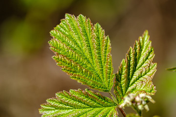 fresh young tree leaves in spring