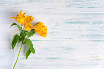 Template birthday greeting card. Light wooden background with flowers of alstroemeria in yellow....