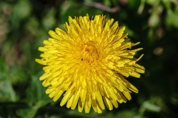 yellow dandelion flowers in green meadow