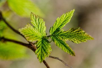 fresh young tree leaves in spring