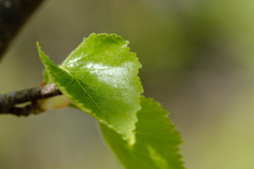 fresh young tree leaves in spring