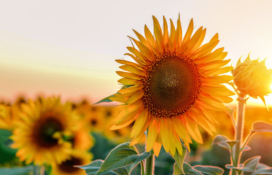 Close-up of beautiful sunflower at sunset. Copy space. Natural floral background