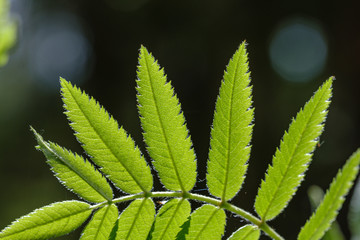 fresh green rovan tree leaf