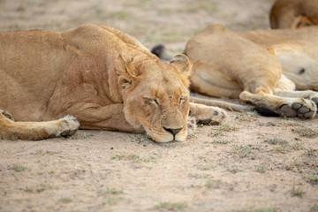 Naklejka na ściany i meble A beautiful pride of lions photographed in southern africa doing their business.