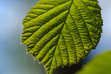 fresh young tree leaves in spring