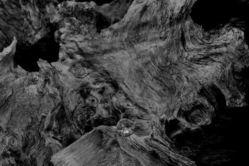 A Single Diamond on a Dried Tree Root, Showing the Facet Cut of the Gem Stone with the Harsh Texture of the Old Carbon Material.