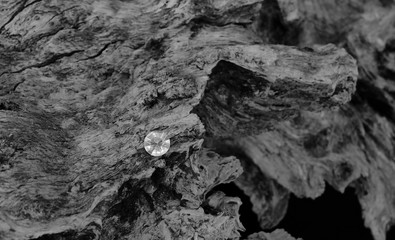 A Single Diamond on a Dried Tree Root, Showing the Facet Cut of the Gem Stone with the Harsh Texture of the Old Carbon Material.