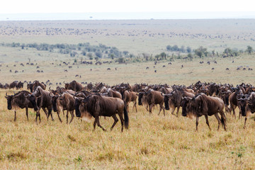 Wildebeest near the Mara River in the migration season in the Masai Mara Game Reserve in Kenya