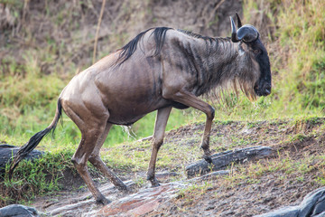 Wildebeest near the Mara River in the migration season in the Masai Mara Game Reserve in Kenya