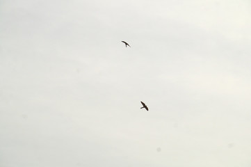 birds in flight