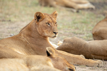 A beautiful pride of lions photographed in southern africa doing their business.