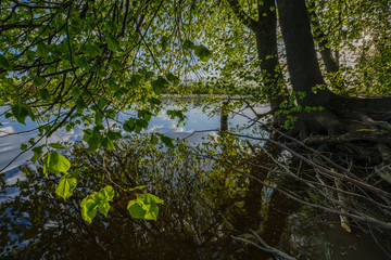 beautiful sunset by the river under tree leaves and branches. calm water