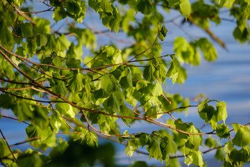 young fresh green mapple tree leaf on blue sky background