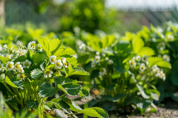 Blooming strawberry plant field