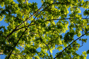 young fresh green mapple tree leaf on blue sky background