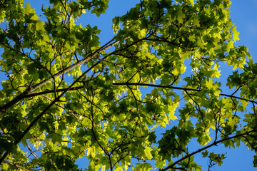 young fresh green mapple tree leaf on blue sky background