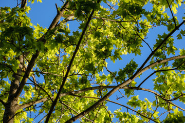 young fresh green mapple tree leaf on blue sky background