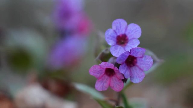 blue and pink colored flowers of unspotted lungwort, Pulmonaria obscura rocking in the wind, soft shadowless early spring day in a wood, blurred background video