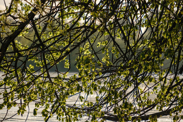 tree branches with fresh green leaves hanging low above water in river.
