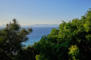 Fototapeta na wymiar dense green forest in the foreground and sea in the background with a cloudless sky and mountains on the horizon