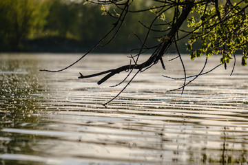 tree branches with fresh green leaves hanging low above water in river.