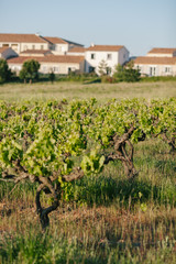 Fototapeta na wymiar France vineyard landscape