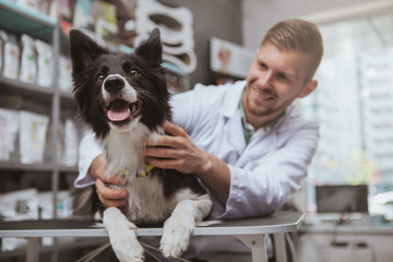 Happy healthy dog being examined by professional veterinarian, copy space. Cheerful handsome male vet doctor smiling at the dog after medical examination - obrazy, fototapety, plakaty