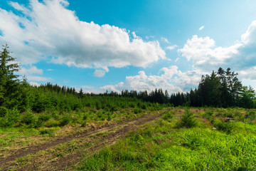 Obraz premium Wonderful summer scene with forest and grassy meadow.