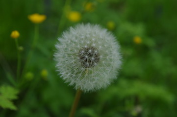 Pusteblume