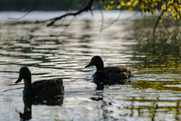 mallard ducks swimming in river under the trees in sunset
