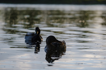 mallard ducks swimming in river under the trees in sunset