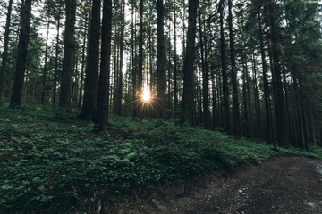 Obraz premium Morning sun beam through the trees in the forest. 