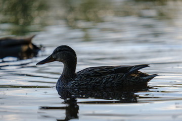 mallard ducks swimming in river under the trees in sunset