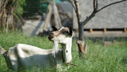 domestic goats on pasture grass and sunny day